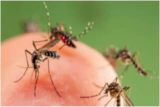 World Mosquito Day 2022