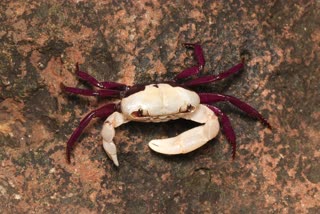 fresh water bicolor crab yellapur