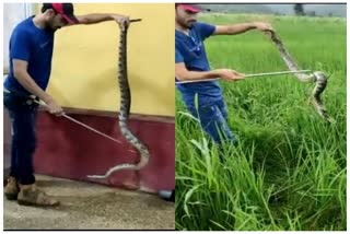 two python found same day in Betul