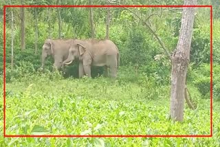 wild elephants roaming at rangapara in sonitpur
