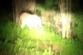 Bandhavgarh Tiger video