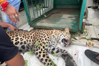 Panther Rescue in alwar