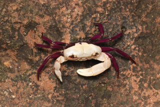 Bicolor crab of Ghatiana species found