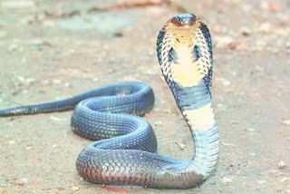 snake held hostage surguja