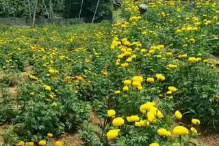 Kattakkada flower farming  Kattakkada aimed at self sufficiency in flower farming  Kattakkada  Floriculture  കാട്ടാക്കട മണ്ഡലം  പൂ കൃഷി  കാർബൺ ന്യൂട്രൽ കാട്ടാക്കട  Carbon neutral Kattakkada  കാട്ടാക്കട  ഓണം  Onam  കാട്ടാക്കട എംഎൽഎ ഐ ബി സതീഷ്  ഐ ബി സതീഷ്  Kattakkada MLA I B Satheesh  I B Satheesh MLA  കുടുംബശ്രീ  Kudumbashree