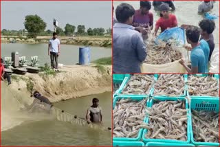 prawn fish farming in sirsa