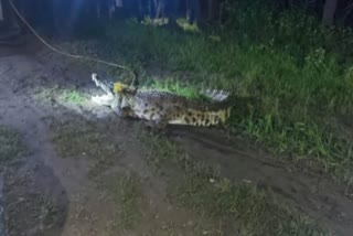 Crocodile entered Mandsaur village