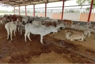 New Disease found in cattle  Lumpy Skin disease  Lumpy Skin disease News Updates  Lumpy Skin Disease in Cattles spreading in India  cattle  ലംപി സ്‌കിന്‍ ഡിസീസ്  കന്നുകാലികൾ  കന്നുകാലികൾ ചത്തുവീഴുന്നു  പകർച്ചവ്യാധി  Latest Disease News in Cattle  എല്‍എസ്‌ഡി  രോഗം  പകർച്ചവ്യാധി വൈറൽ രോഗമായ ലംപി സ്‌കിന്‍ ഡിസീസ്