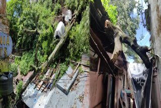 Trees fell on house and shop