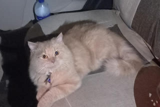 Persian Cat  Persian Cat Missing in Mumbai  owner seeks help of police  Owner seeks police help to find the missing Cat  Ahmednagar Police  പൂച്ച  പൂച്ചയെ കാണ്മാനില്ല  പൊലീസിന്‍റെ തിരച്ചിലും  പൂച്ചയെ കണ്ടെത്താന്‍ പൊലീസിന്‍റെ സഹായം ആവശ്യപ്പെട്ട് ഉടമ  പേര്‍ഷ്യന്‍ ക്യാറ്റ്  ശ്രീഗോണ്ട  സിസിടിവി