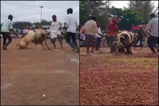 Etv Bharattwo-sheeps-died-in-fight-competition-in-vijayapura