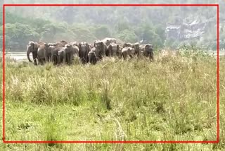 Wild Elephant Roam Free at Chandrapur in Guwahati