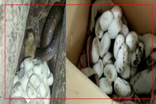 Monocled  Cobra Rescued with Eggs in Nogaon