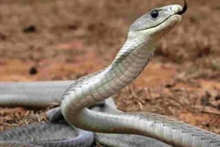 man bitten while shooting video with snake