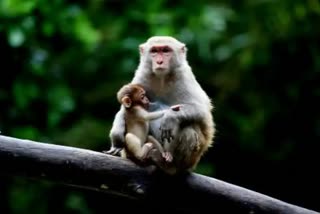 Boy died in Monkeys Attack