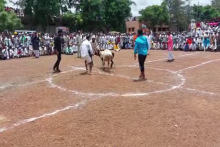 Ram fight in Karnataka  part of Ram fight two goats met a tragic end  karnataka ram fight  Ram fight  മുട്ടനാട് പോര്  കര്‍ണാടക ബസവന ബാഗേവാടി  വിജയ്‌പൂര്‍  കോഴി പോര്  കാള പോര്