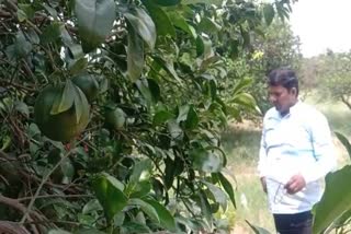 Horticulture in Bhiwani