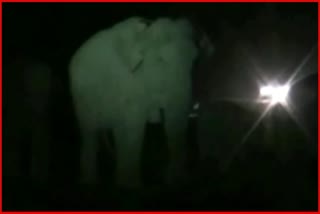 One person killed by elephant attack