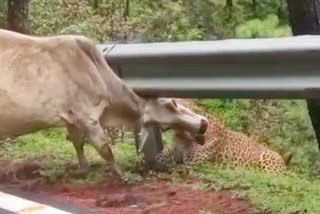 Leopard Attack On Cow