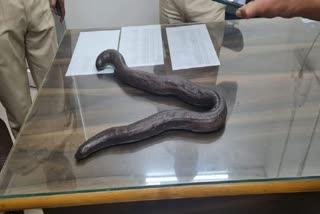 Mandul snake smuggler arrest Thane