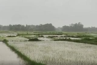 Paddy cultivation in Nimapada  completely destroy in flood of Dhanua river