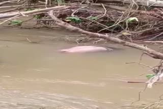 young man died due to floated in river in mayurbhanj