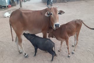 Pig drink cow milk in Yadadri