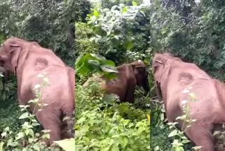 Elephant enters came in to Nadukkani pass  നാടുകാണി ചുരത്തില്‍ കാട്ടാക്കൂട്ടം  യാത്രക്കാര്‍ക്ക് ജാഗ്രത നിര്‍ദേശം  കാട്ടാന  നാടുകാണി ചുരം  നാടുകാണി ചുരം ഒന്നാം വളവില്‍ കാട്ടാനക്കൂട്ടമിറങ്ങി  മലപ്പുറം വാര്‍ത്തകള്‍  മലപ്പുറം പുതിയ വാര്‍ത്തകള്‍  ജില്ല വാര്‍ത്തകള്‍  കേരള വാര്‍ത്തകള്‍  malappuram news updates  malappuram latest news  news updates in malappuram  kerala news updates  news updates in kerala