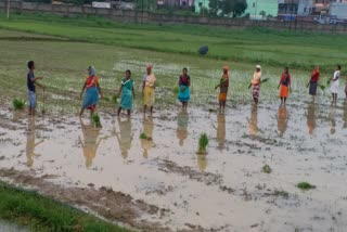 Drought like situation due to less than normal rain in Jharkhand