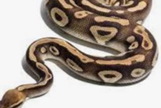 python rescued Kushalaiguri in Bongaigaon