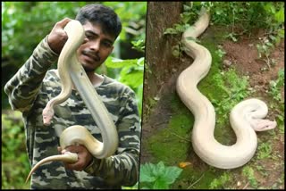 White Python  Found