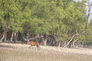 Tiger Attack In Sundarban