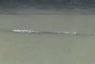 siwan-10-feet-long-crocodile-seen-panic-in-village