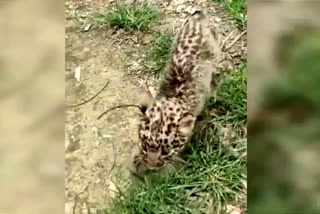 Leopard recovered in Kaliabar