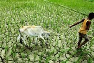 drought in Assam