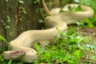 Rare White Python Spotted karnataka