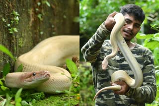 Rare White Python Spotted in Kumta  അപൂര്‍വയിനം വെള്ള പെരുമ്പാമ്പിനെ കണ്ടെത്തി  വെള്ള പെരുമ്പാമ്പിനെ കണ്ടെത്തി  മിര്‍ജാന്‍ രാമനഗര്‍  ബെംഗളൂരു  കര്‍ണാടക വാര്‍ത്തകള്‍  വെള്ള പെരുമ്പാമ്പ് നാട്ടുകാര്‍ക്ക് കൗതുകമായി  National news  National news updates  Latest National news  ബെംഗളൂരു വാര്‍ത്തകള്‍  ബെംഗളൂരു  കര്‍ണാടക വാര്‍ത്തകള്‍  കര്‍ണാടക  കര്‍ണാടക പുതിയ വാര്‍ത്തകള്‍