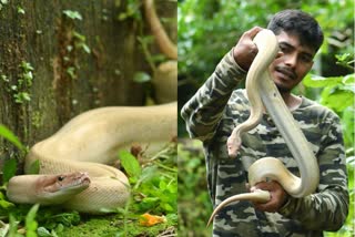 Rare python in karnataka