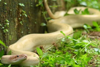 Rare White Python Spotted in Karnataka