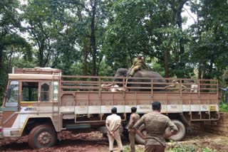 Sakrebail camp elephants going to Belgavi Operation Cheetah