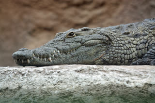 ten-feet-long-crocodile-seen-in-rohtas
