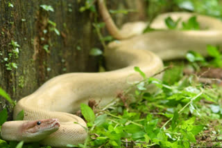 Rare White Python Spotted in Karnataka