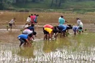 students sapling in shivamogga