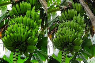 Kothia bananas