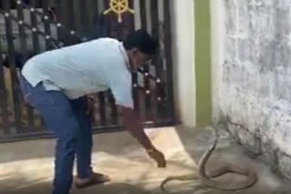 A cobra bit a man who came to rescue bare hands