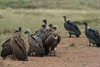 protection of vultures