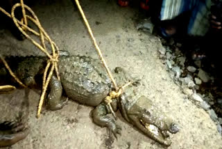Crocodiles in Jagdalpur