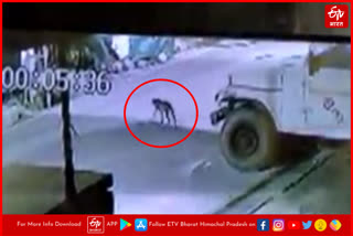 Leopard Spotted in Municipal Council Hamirpur