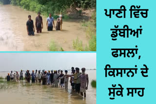 Paddy crop submerged due to river water