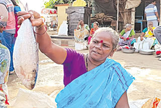 godavari pulasa